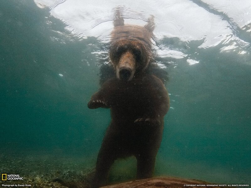 bear swimming underwater