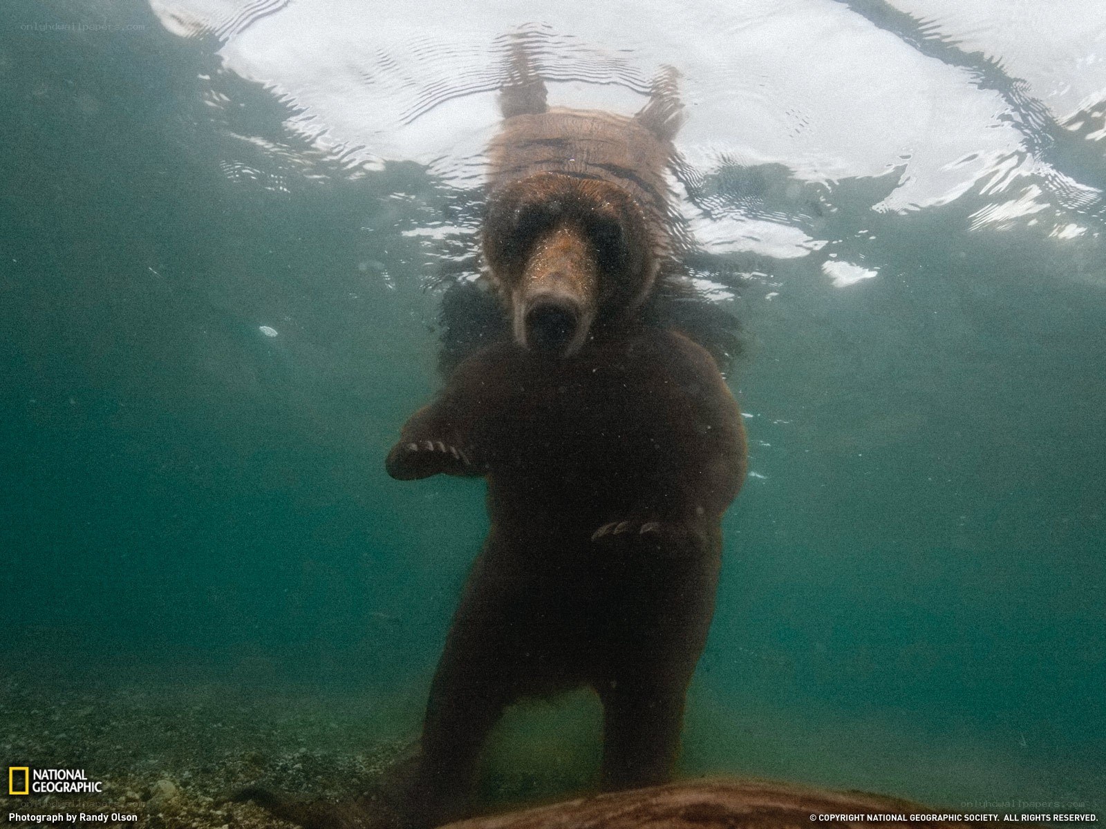 bear swimming underwater