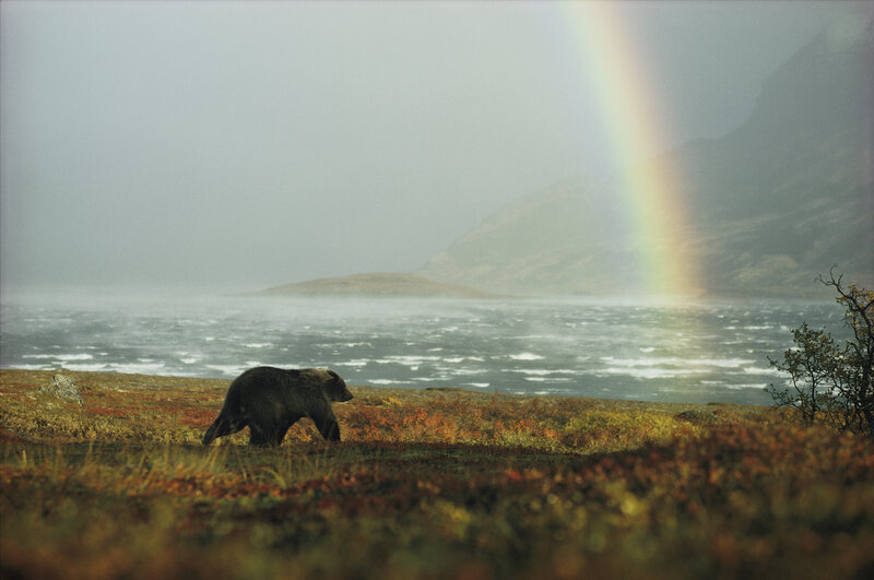 Bear walking by a lake with rainbow