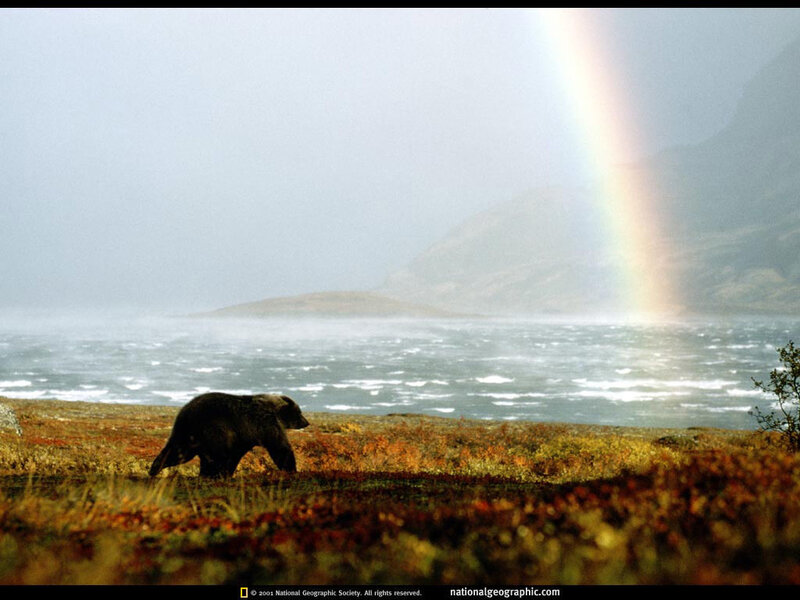 Bear walking by a rainbow