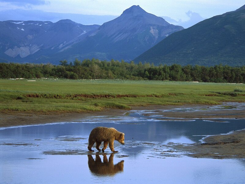 Bear walking in a river