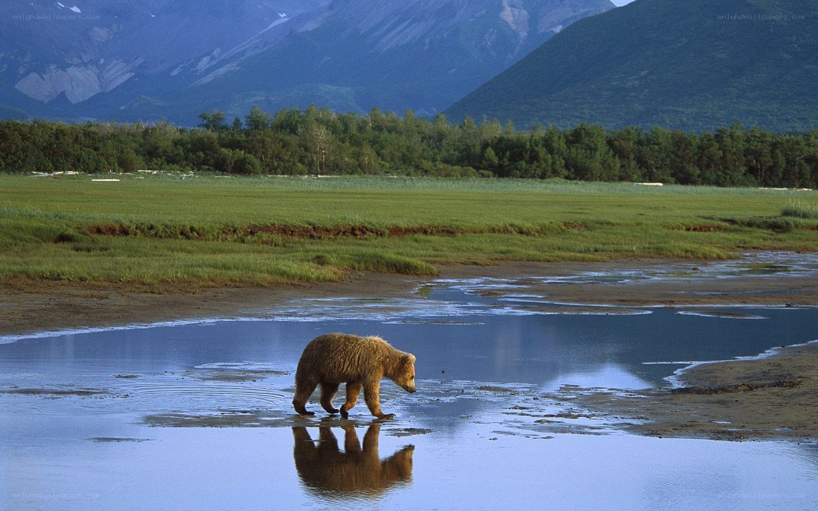 Bear walking in a wetland