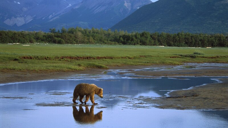 bear walking in wetland