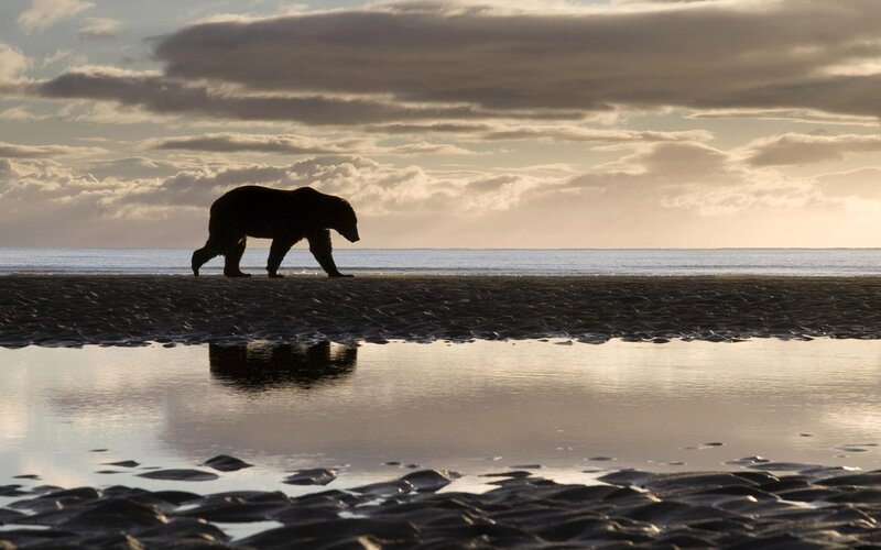 Bear walking on beach at sunset