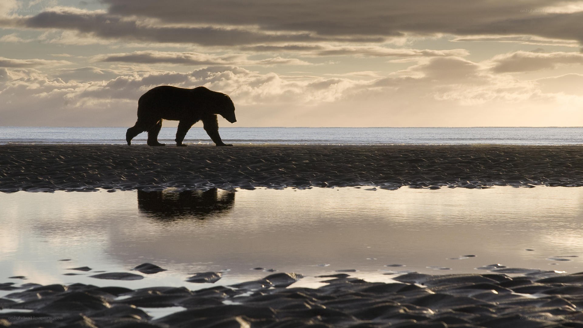Bear walking on beach at sunset