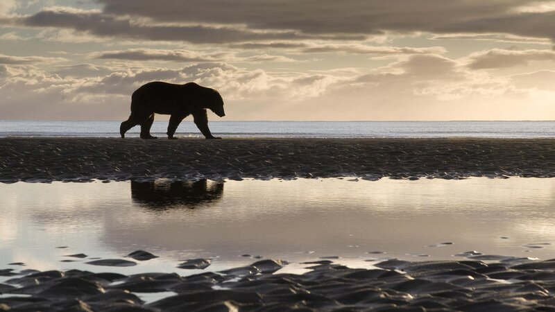Bear Walking on Beach — Brown
