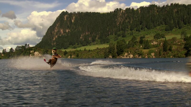 Bear Water Skiing — Blue, Active