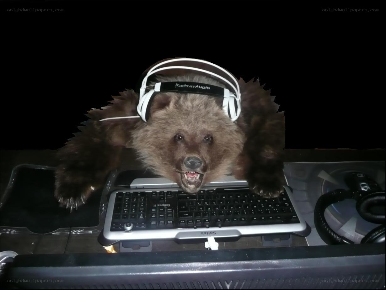 bear wearing headphones at keyboard