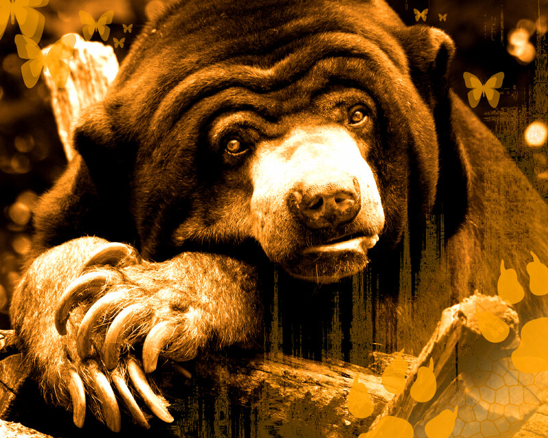 bear with butterflies