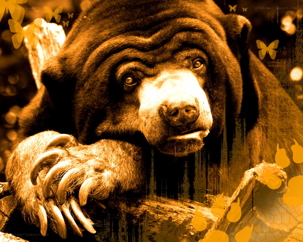 bear with butterflies