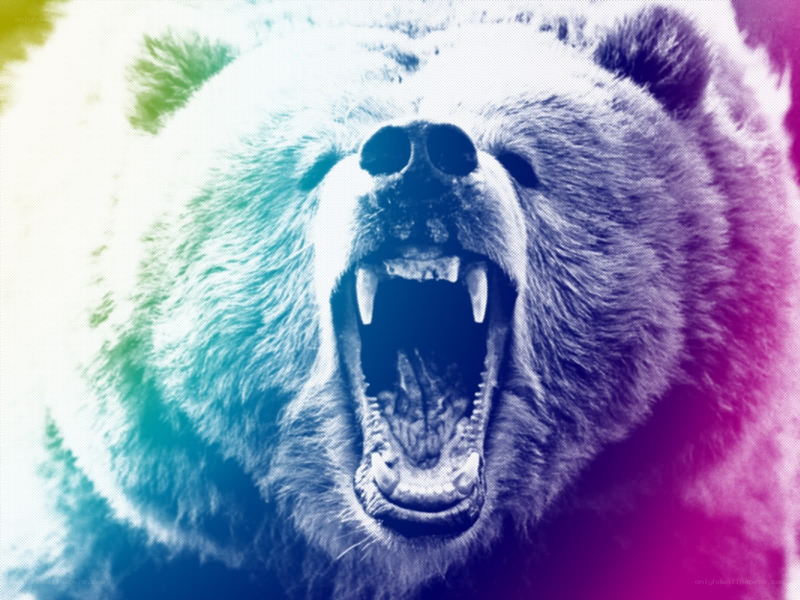 bear with colorful gradient