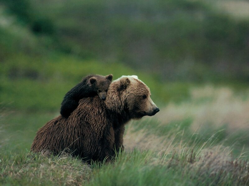 Bear with cub on back