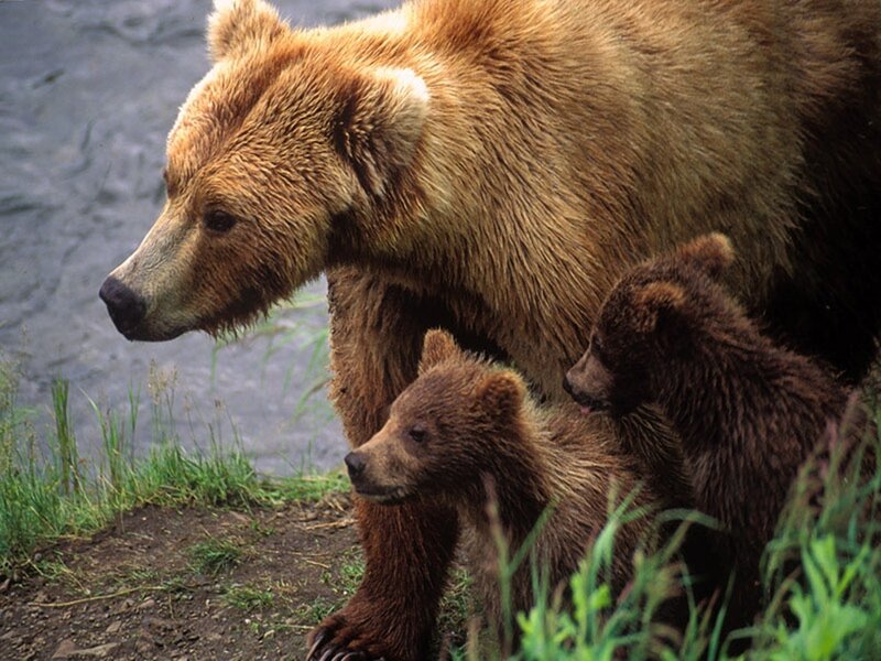 Bear with cubs by river