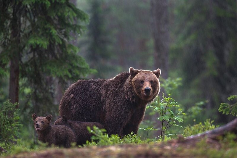 Bear with cubs in forest