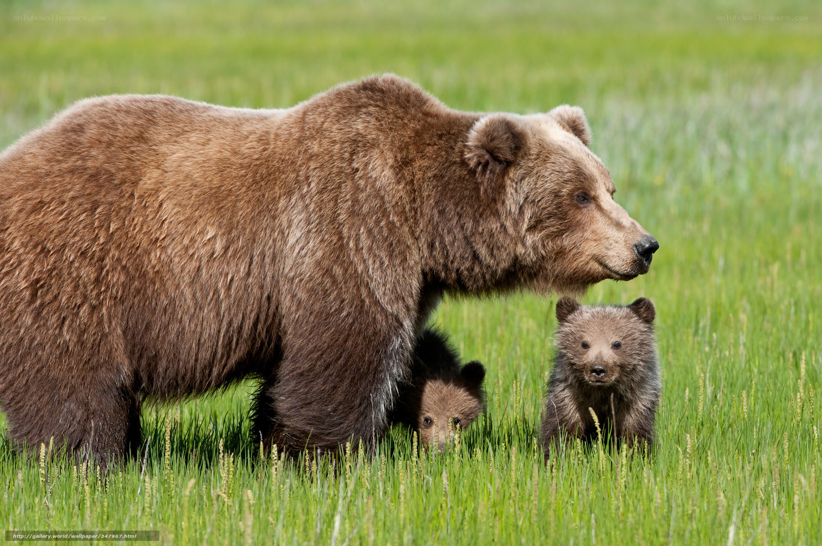 Bear with cubs in grass