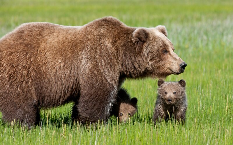 Bear with cubs in grass