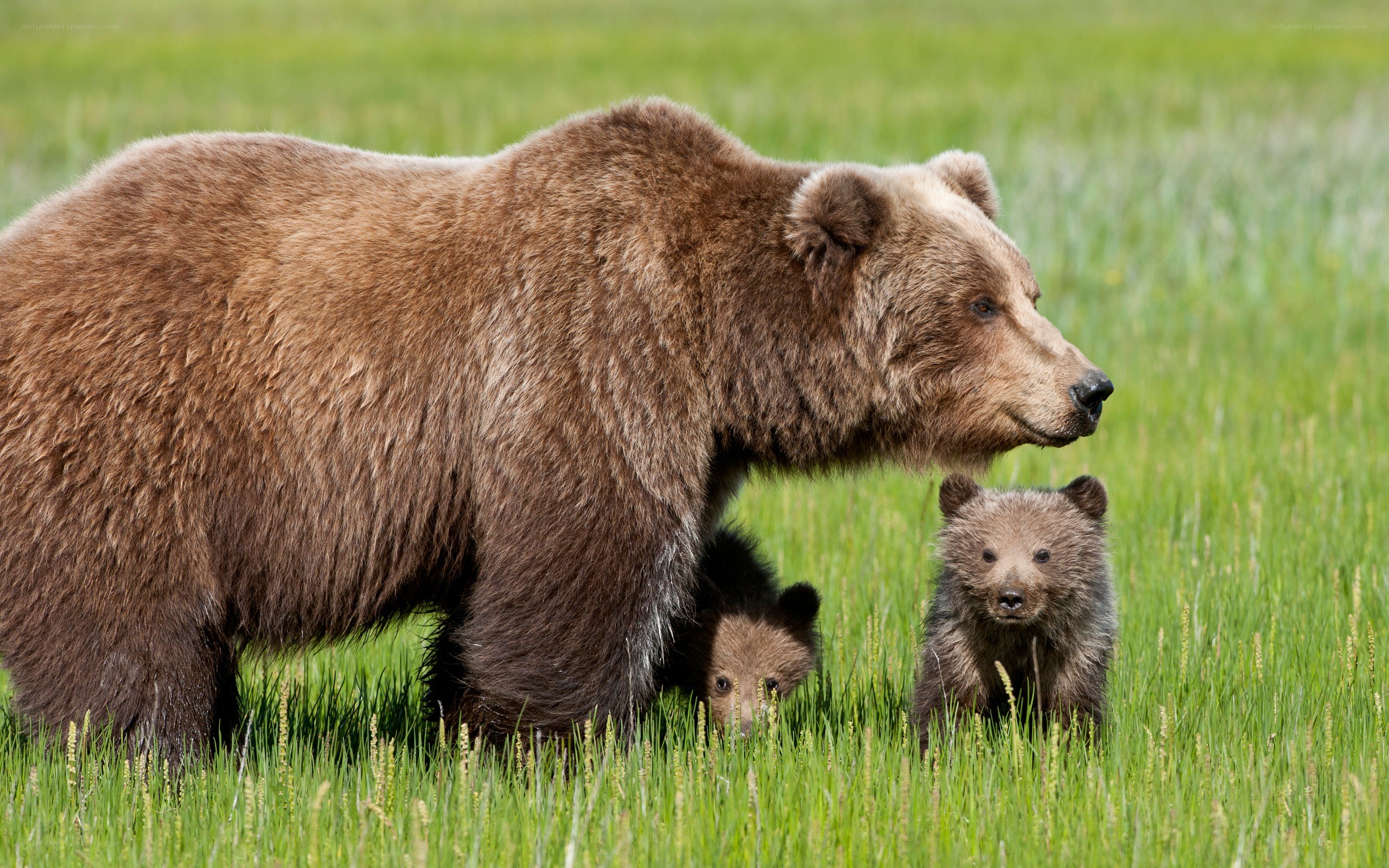 Bear with cubs in grass