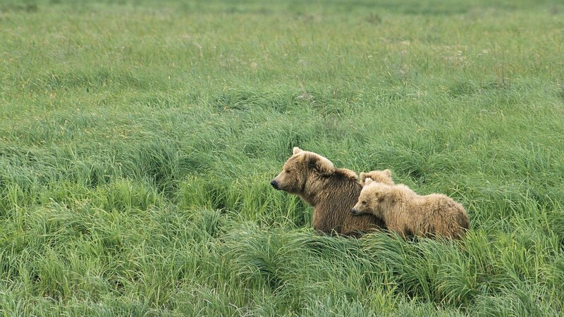 Bear with cubs in grass