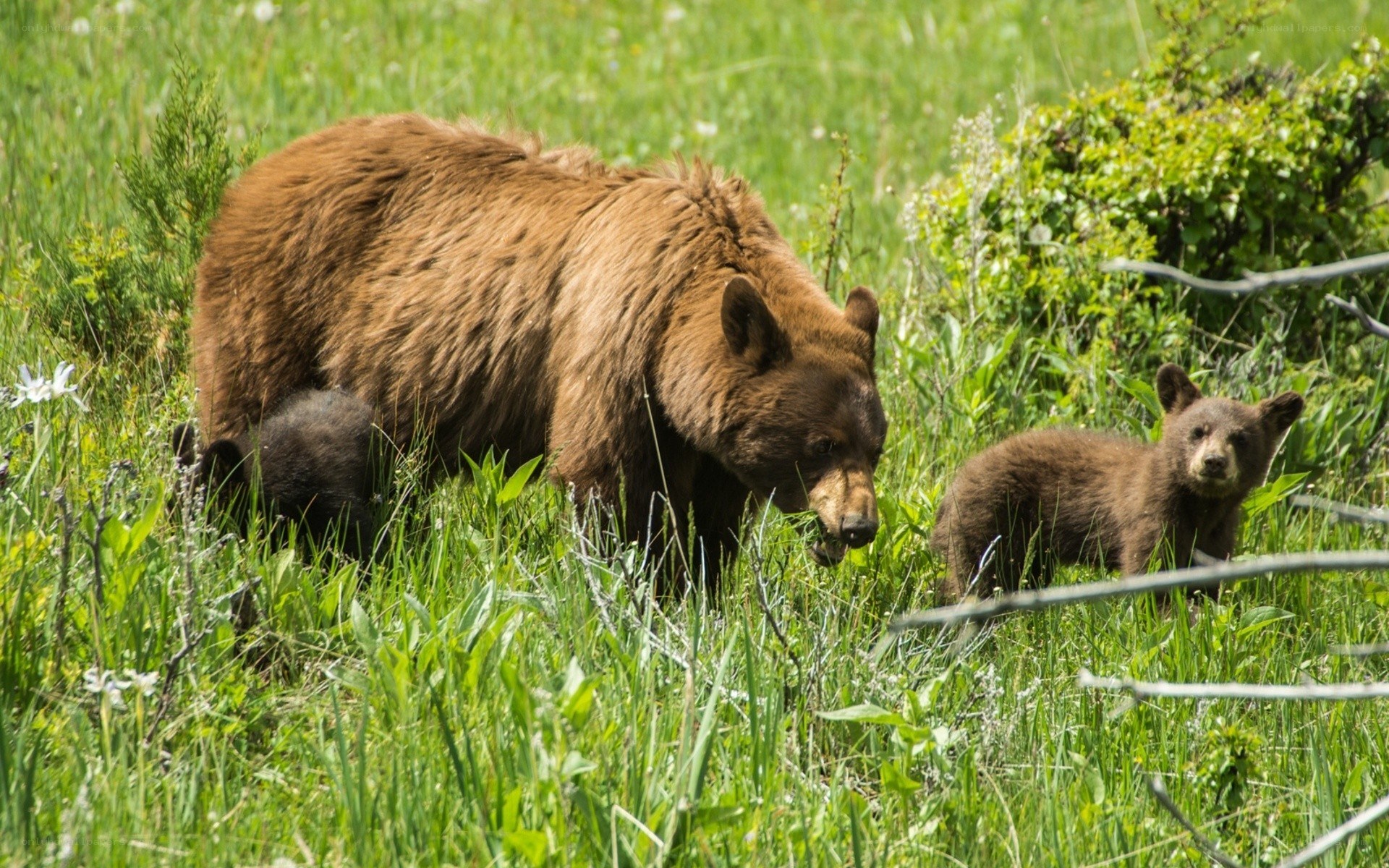 Bear with cubs in grass