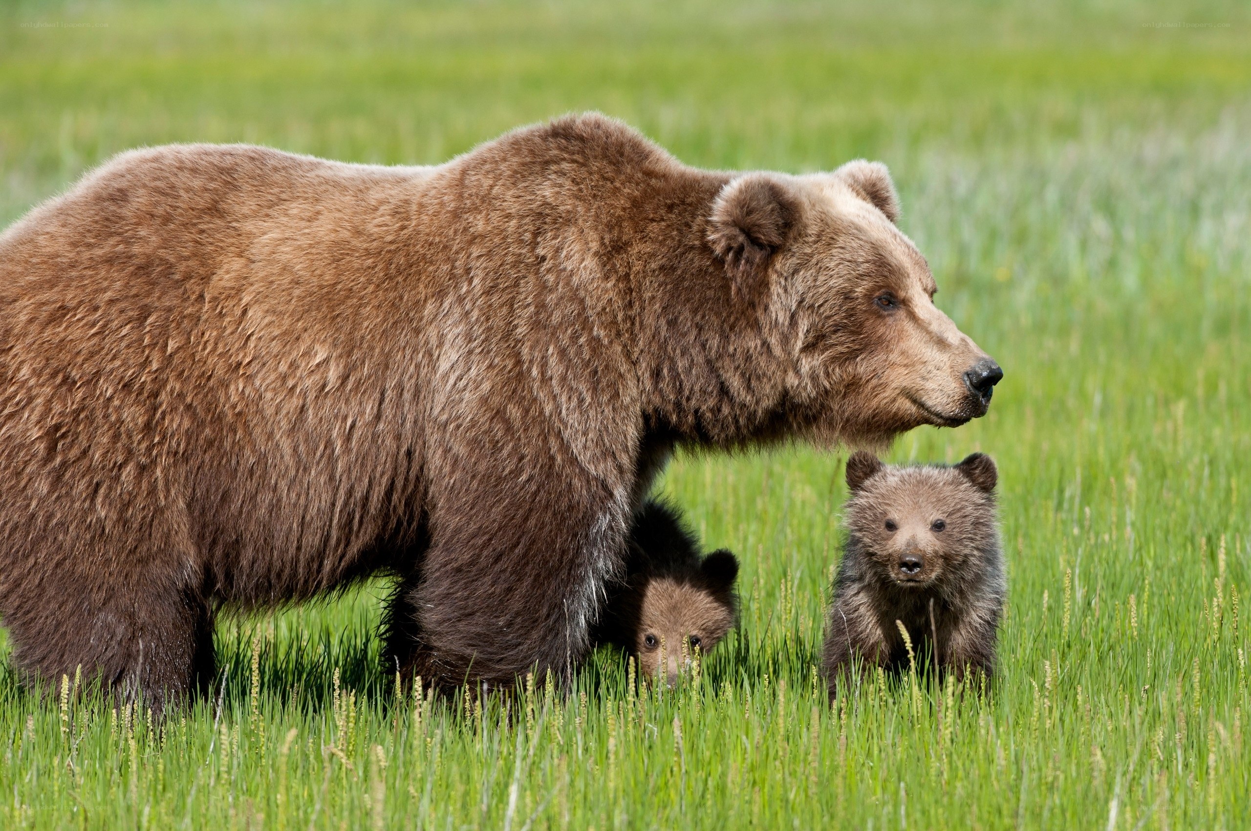 Bear with cubs in grass