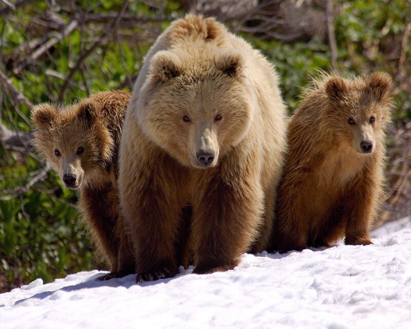 Bear with cubs in snow