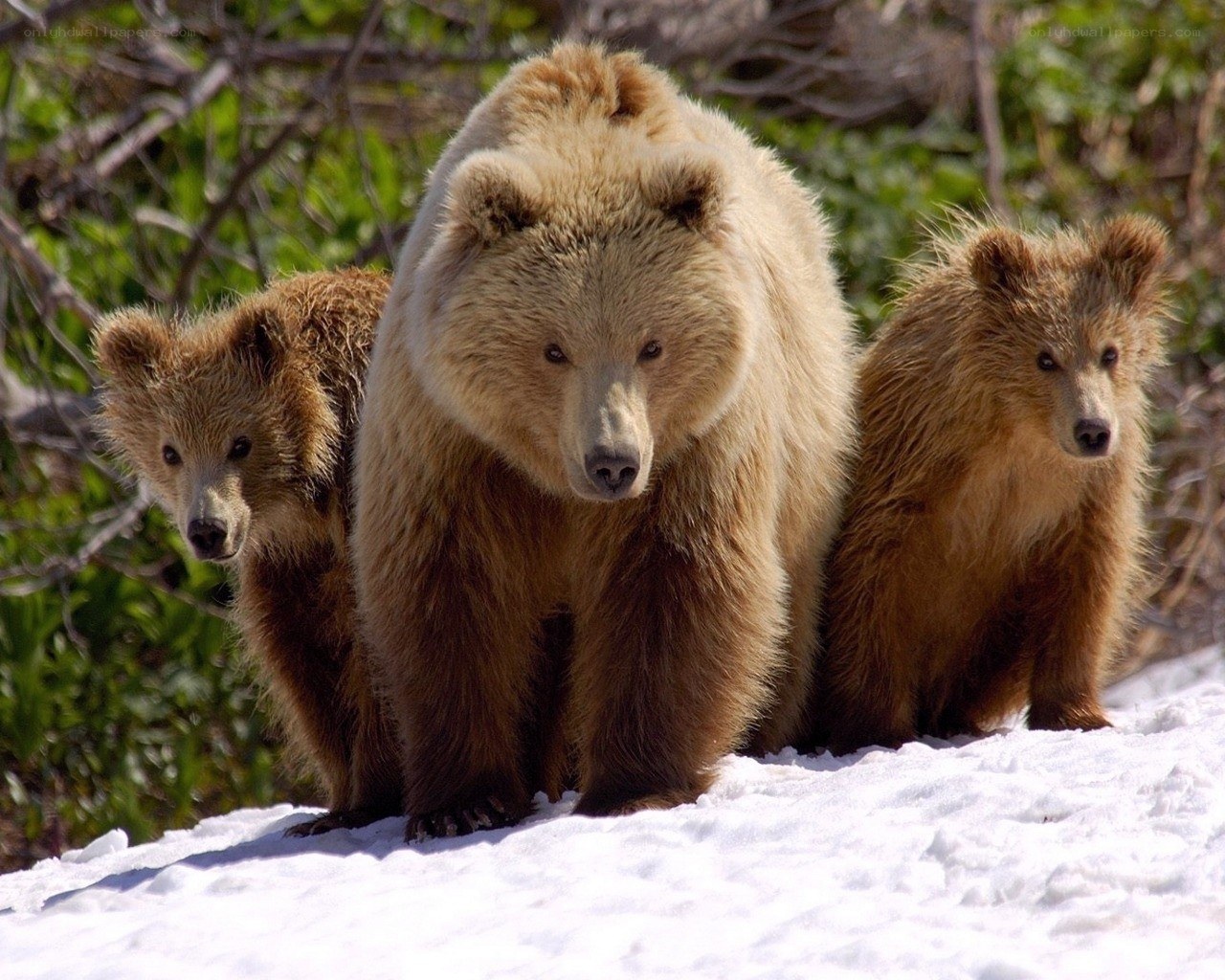Bear with cubs in snow