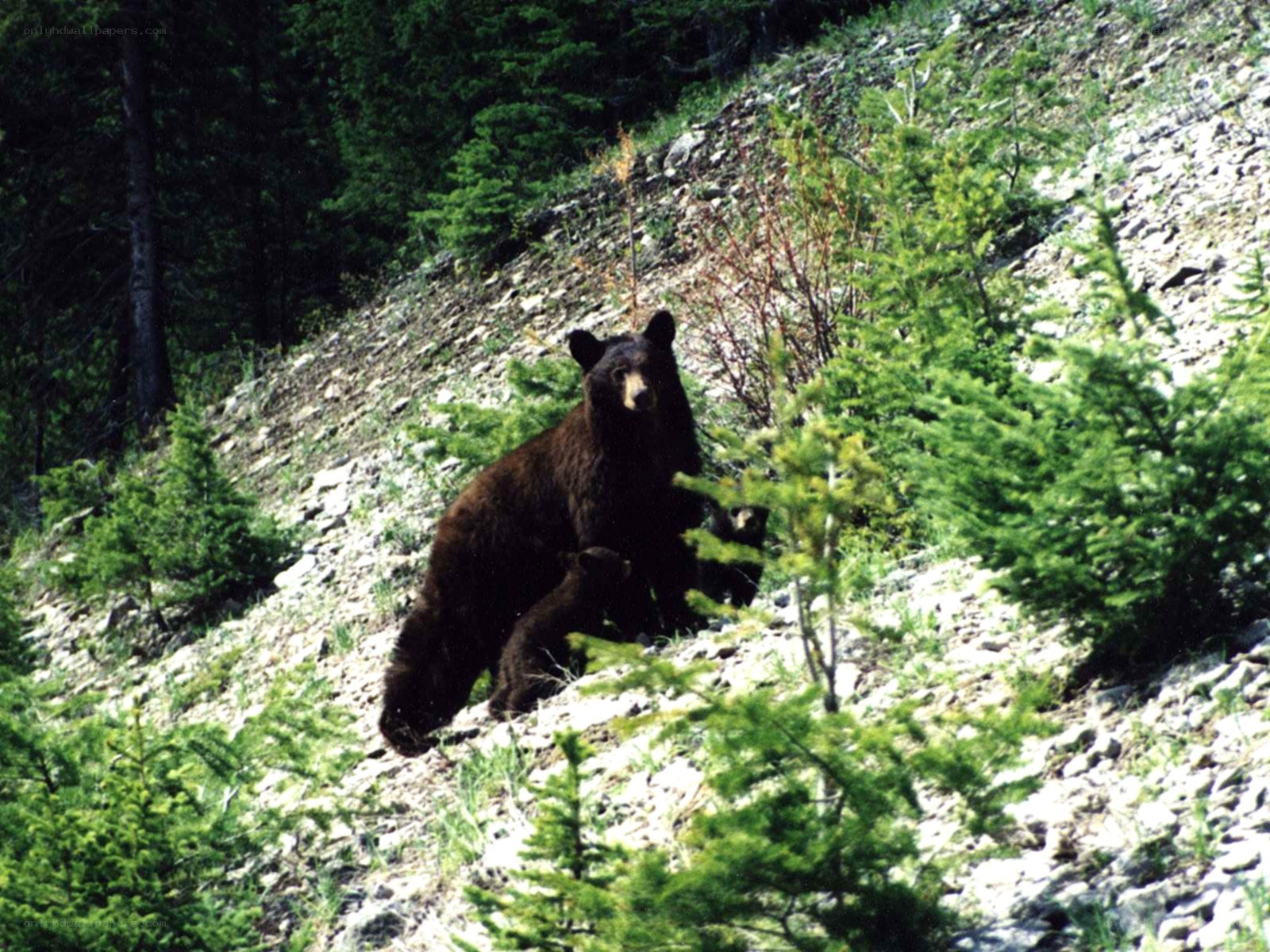 Bear with cubs on a hillside