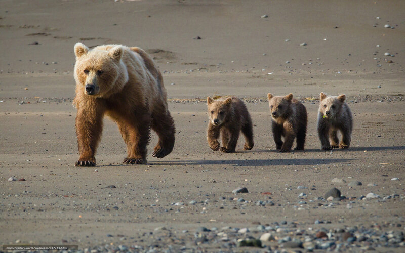 Bear with cubs on beach
