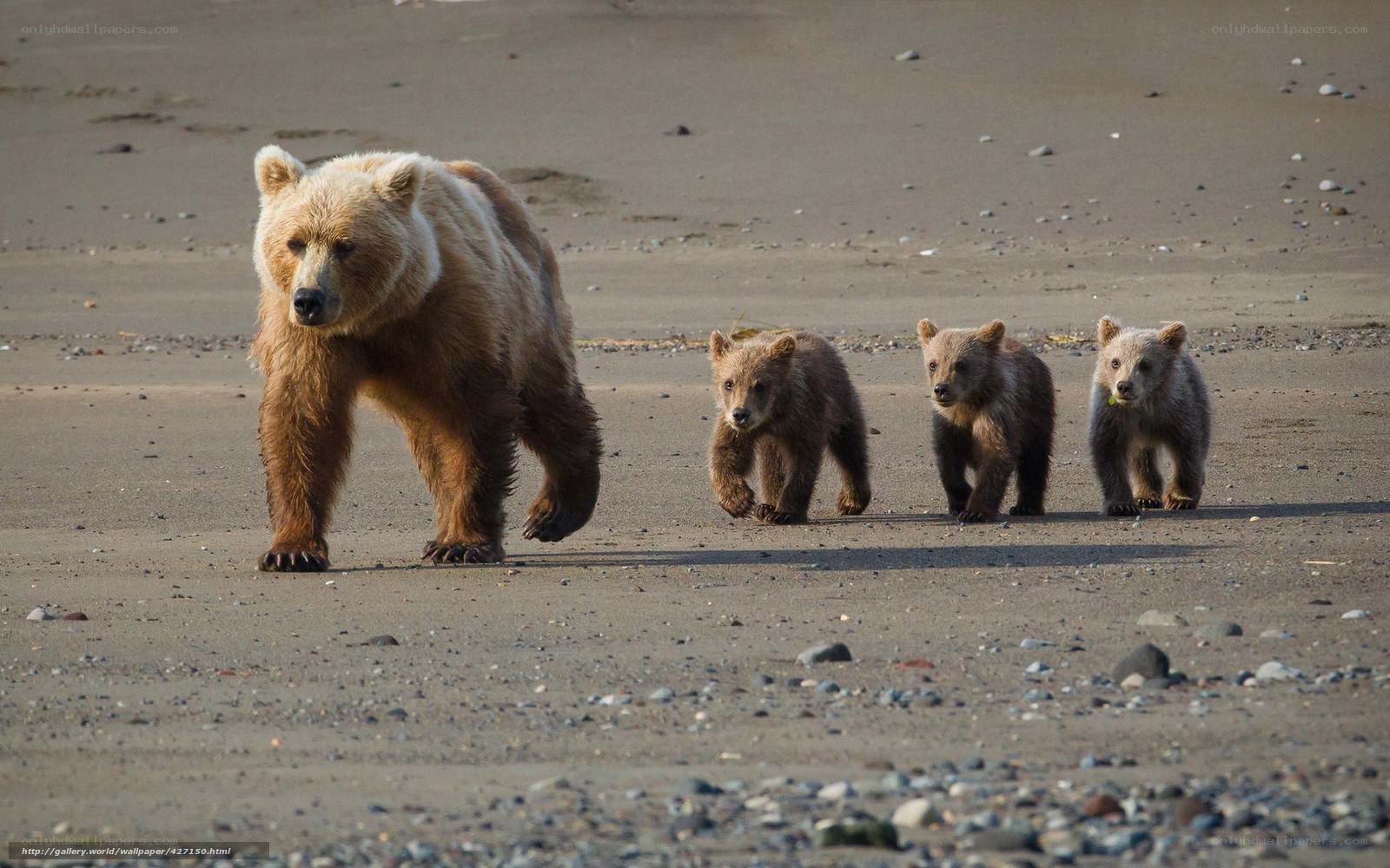 Bear with cubs on beach