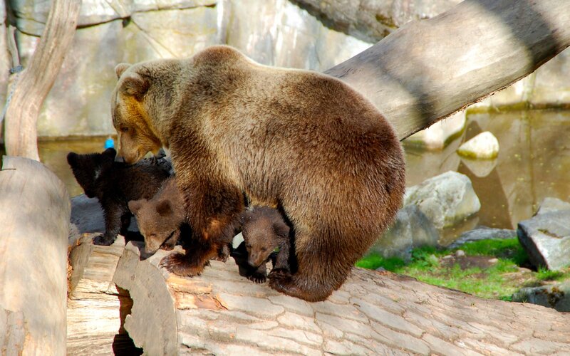 Bear with cubs on log