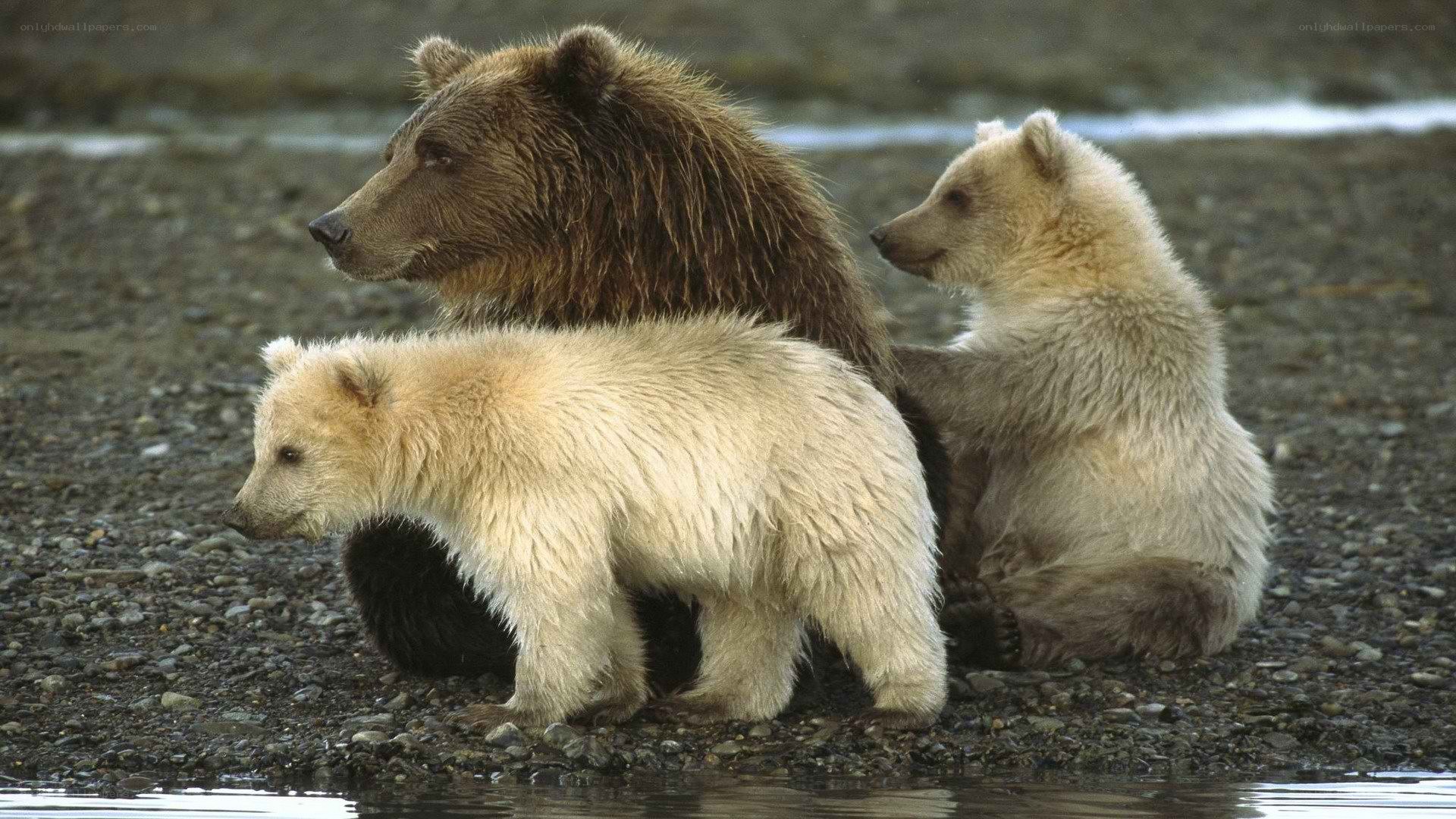 Bear with cubs on riverbank