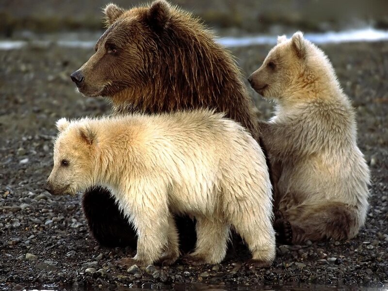 Bear with her cubs