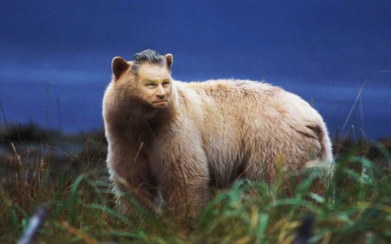 Bear with Human Face
