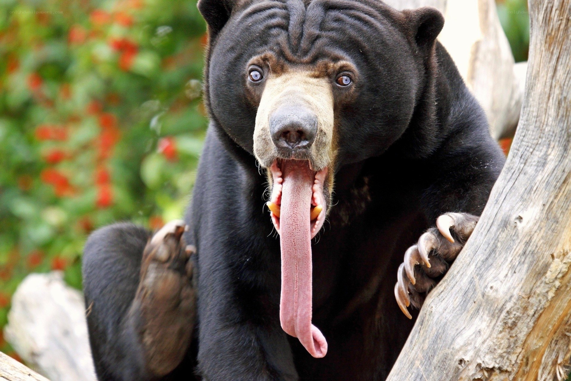 Bear with long tongue