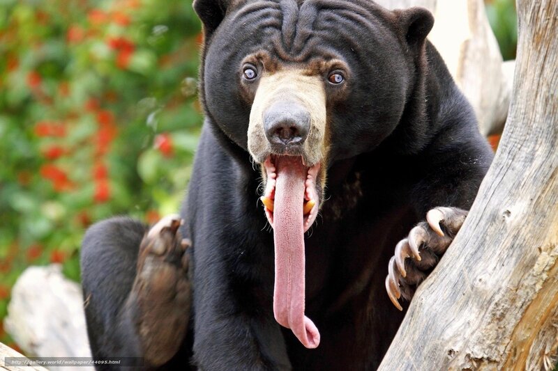Bear with long tongue