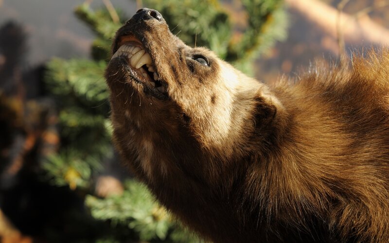bear with open mouth