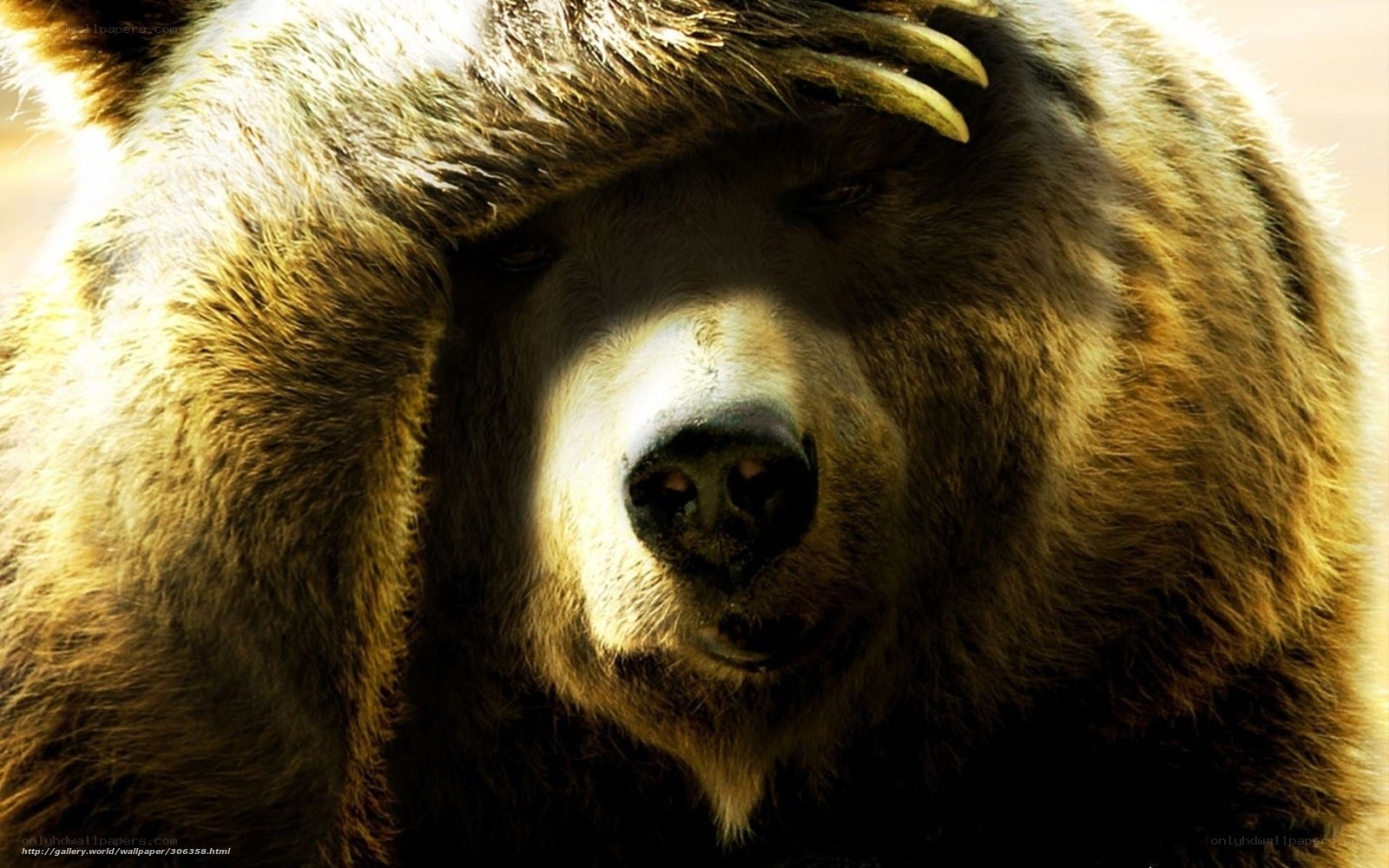 bear with paw on head