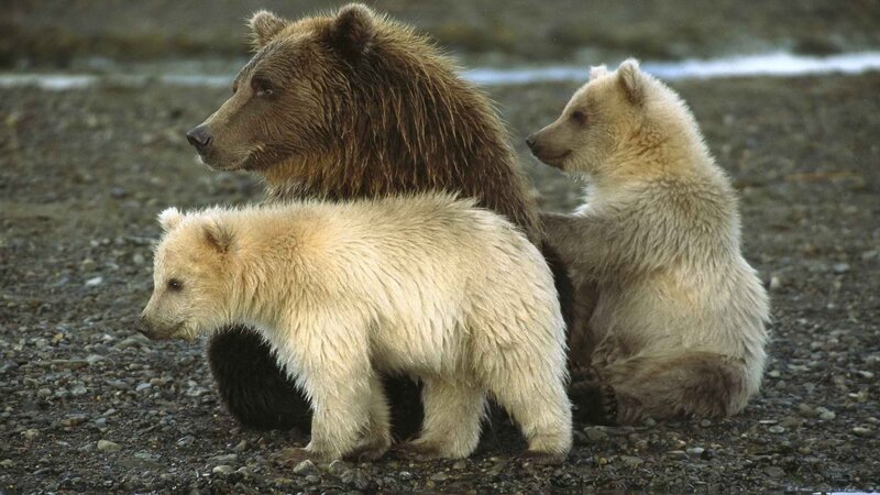 Bear with two cubs