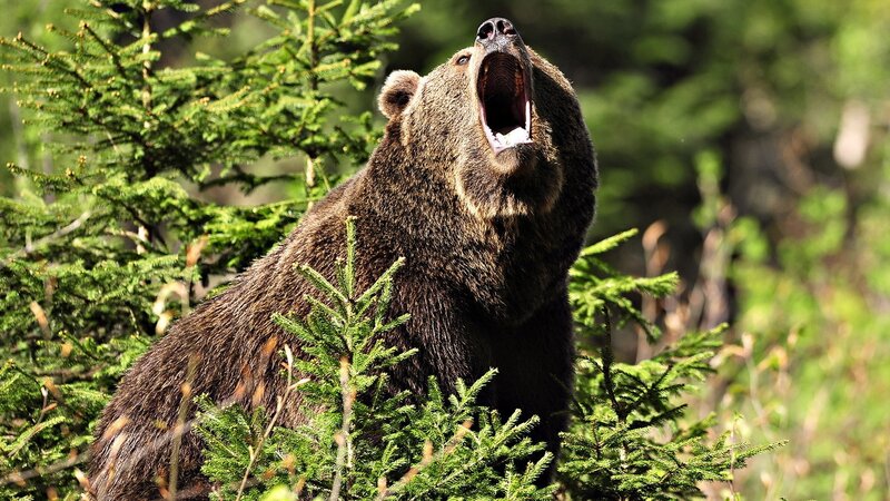 Bear yawning in forest