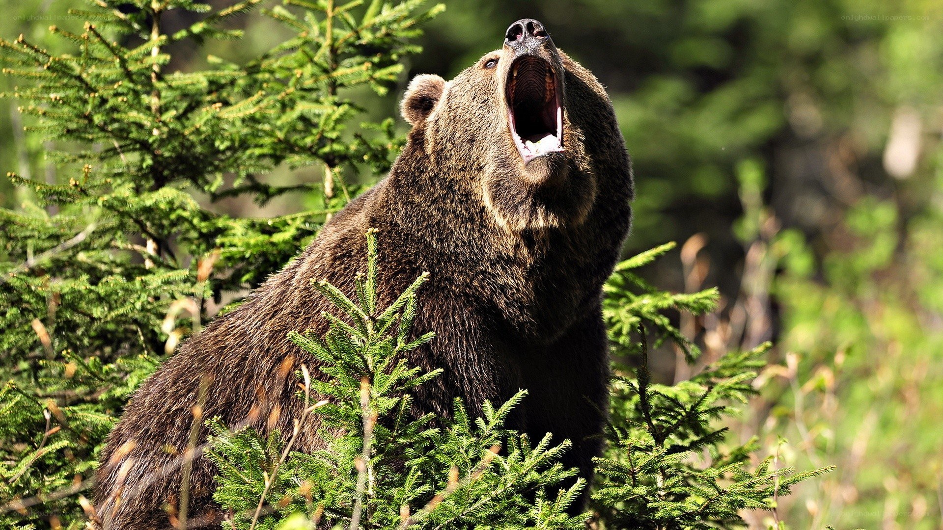 Bear yawning in forest