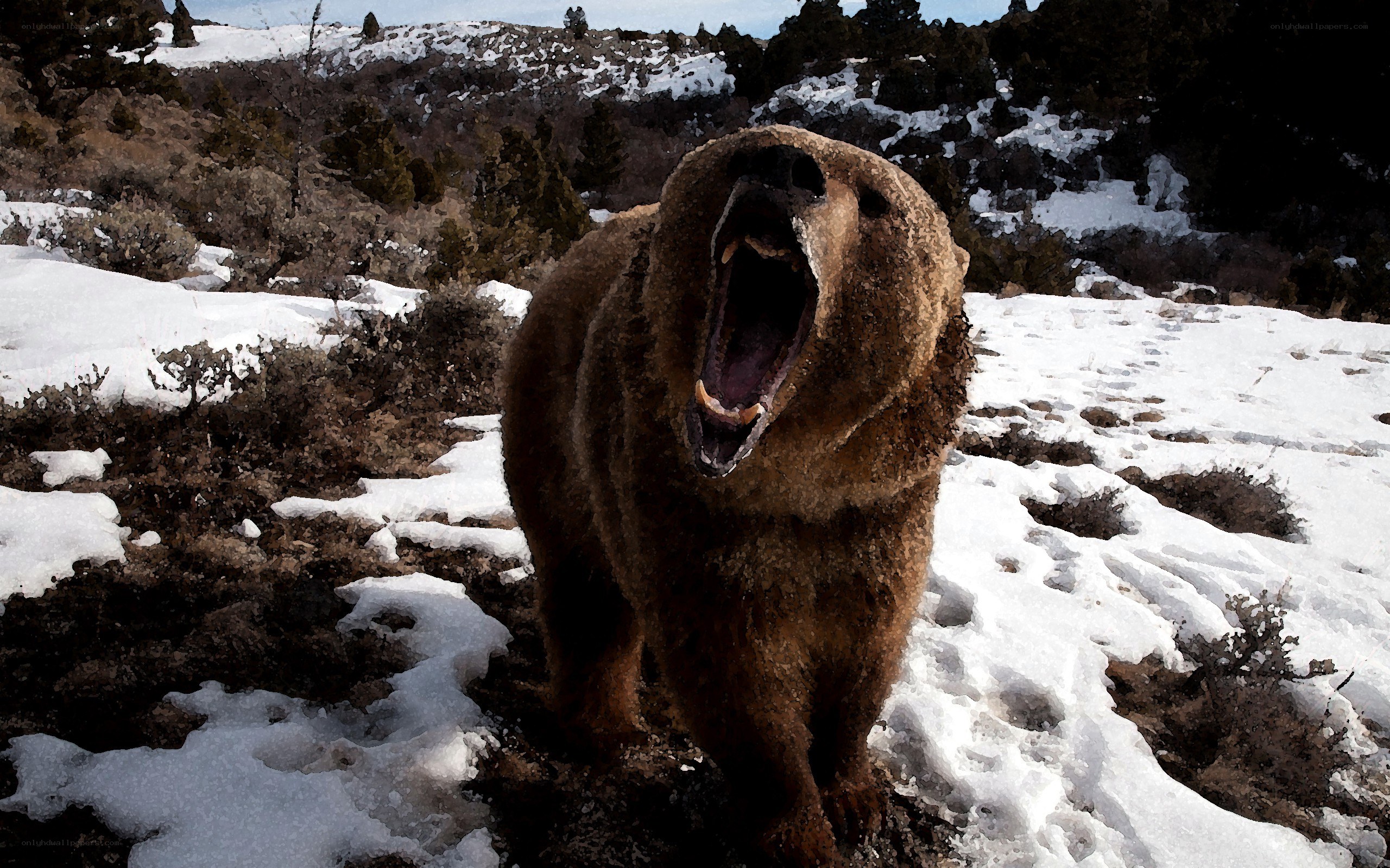 bear yawning in snowy landscape
