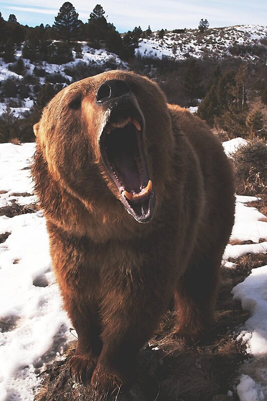 Bear yawning in snowy landscape