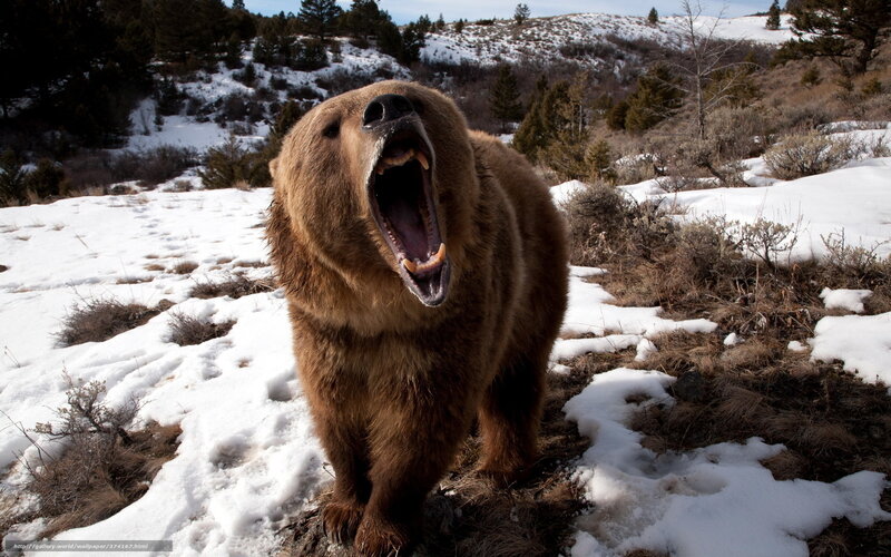 Bear yawning in snowy landscape