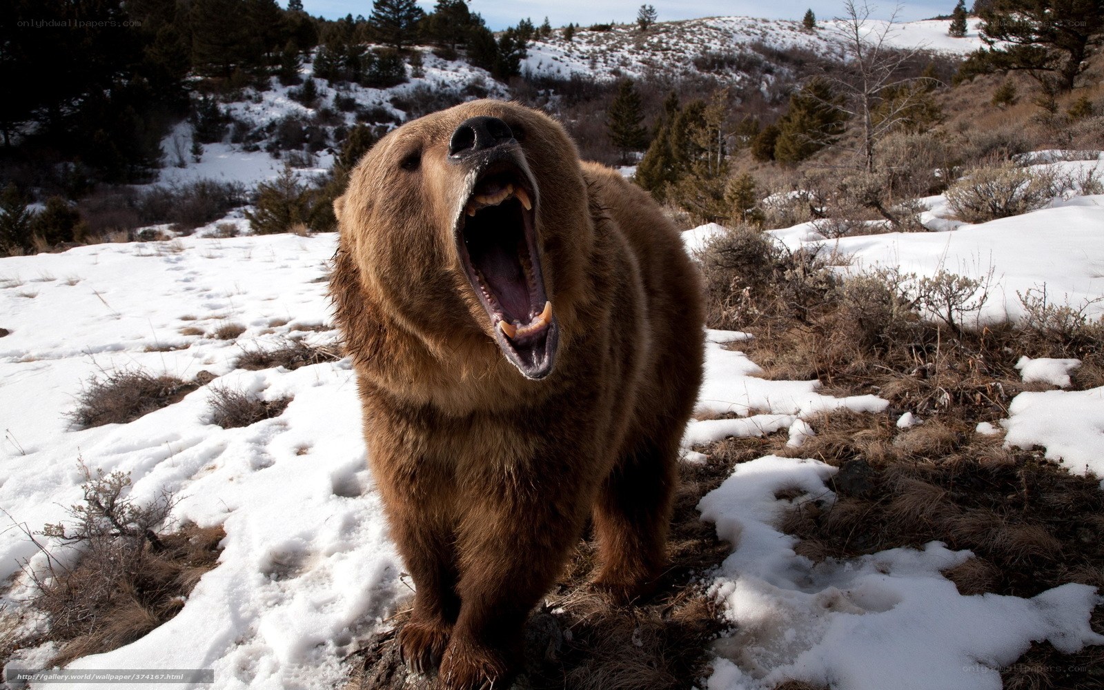 Bear yawning in snowy landscape