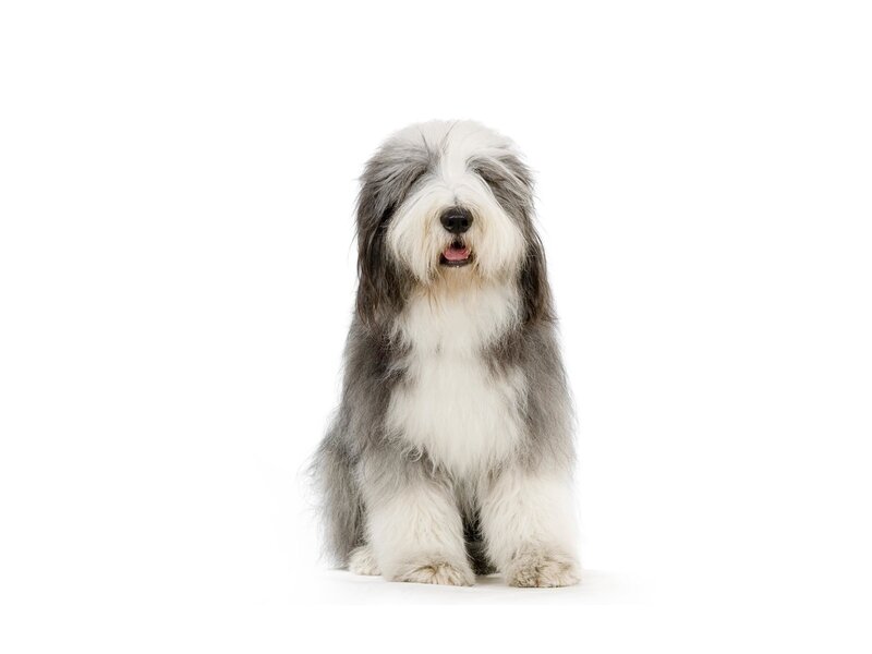 Bearded Collie Dog