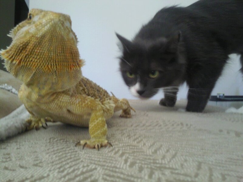 Bearded Dragon and Cat