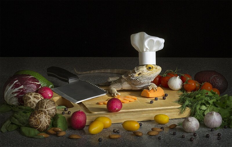 Bearded Dragon Chef