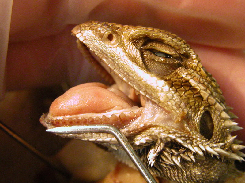 bearded dragon dental examination