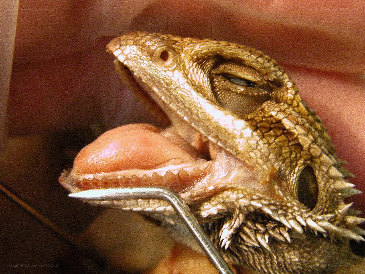 bearded dragon dental examination