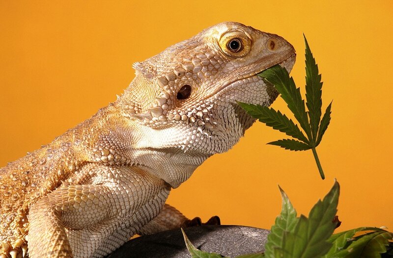 Bearded Dragon Eating Leaf — Orange